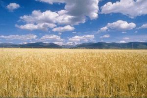 campo_di_grano1